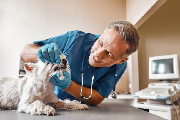 Best Broken or Chipped Tooth Repair in Langley, WA